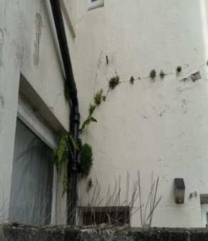 Photo of ivy growing up the wall and gutter