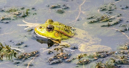 A photo of a frog partially submerged in water