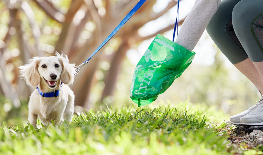 Photo of person picking up Dog waste with green plastic bag.